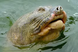 Cụ Rùa bình phục hoàn toàn, được thả về hồ Gươm