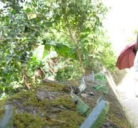 Leo rào trộm cắp, bị đứt động mạch tay, mất mạng