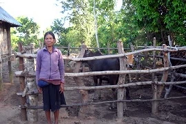 Xé lòng chuyện "thuốc thư, ma lai" chuyên "bay nhảy ăn thịt người"