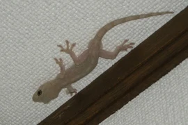 "Bức thư vô cùng linh nghiệm" lan truyền chóng mặt