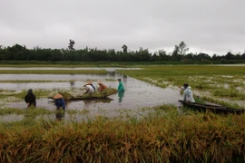 Chạy đua “cứu” lúa trong mưa lũ