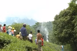 Phát hiện xác chết bị phân hủy trên đồi chè