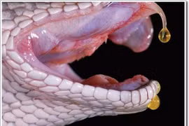 Tang tóc chồng chất vì bị "rắn thần" báo thù?