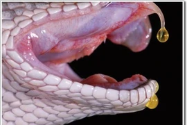 Tang tóc chồng chất vì bị "rắn thần" báo thù?