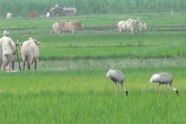 Xin đừng học theo hành vi man rợ