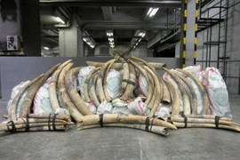 Hồng Kông thu giữ gần 2 tấn ngà voi lậu