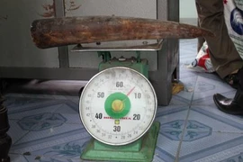 Mở rộng điều tra vụ buôn bán 75 ngà voi