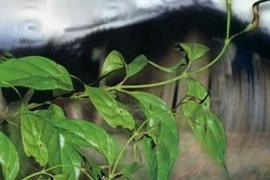 Con dâu đầu độc cả nhà chồng bằng lá ngón