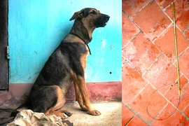 Một đêm thu nhập 10 triệu đồng nhờ... trộm chó!