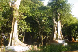 Rừng khóc than vì thú chơi "hàng độc"