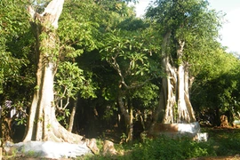 Rừng khóc than vì thú chơi "hàng độc"