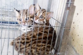 Giải cứu hai cá thể mèo rừng quý hiếm bị rao bán trên mạng