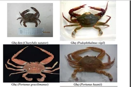 Hậu sự cố Formosa: 154 loại hải sản ở 4 tỉnh miền Trung chưa nên ăn