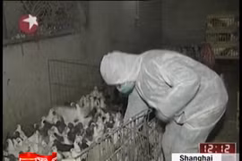 Trung Quốc phát hiện virus cúm H7N9 ở chim bồ câu hoang dã