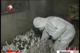 Trung Quốc phát hiện virus cúm H7N9 ở chim bồ câu hoang dã