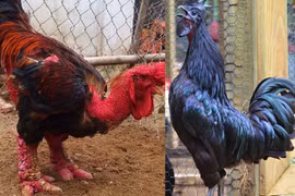 Gà 'chân voi' "đấu" gà 'mặt quỷ', đâu là kê vương?