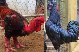 Gà 'chân voi' "đấu" gà 'mặt quỷ', đâu là kê vương?