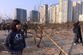 Cận Tết, đào rừng vứt ngổn ngang như củi khô