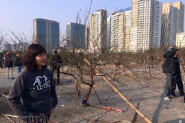 Cận Tết, đào rừng vứt ngổn ngang như củi khô