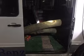 CSGT phát hiện, thu giữ gỗ sưa giấu trong xe ô tô