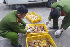 Tiêu hủy gần 7.000 con gia cầm giống nhập lậu