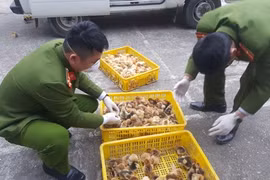 Tiêu hủy gần 7.000 con gia cầm giống nhập lậu