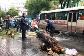 Cây xanh đổ, nhiều người thoát chết trong gang tấc