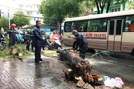 Cây xanh đổ, nhiều người thoát chết trong gang tấc