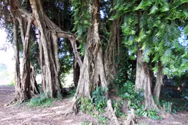 “Thần hộ mệnh” ở Suối Cốc