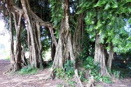 “Thần hộ mệnh” ở Suối Cốc