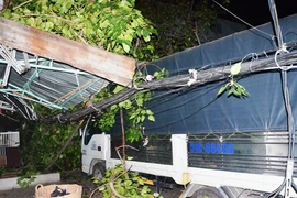 Cây bồ đề bất ngờ bật gốc, nhiều người thoát chết