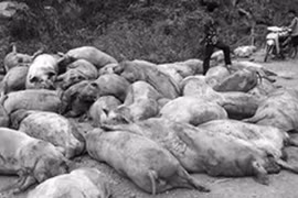 Kiểm dịch... trên giấy?