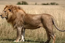 Án chung thân dành cho… sư tử