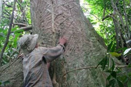 Bí ẩn mũi tên độc