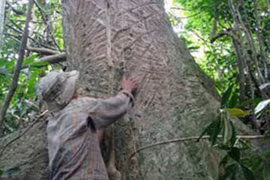 Bí ẩn mũi tên độc