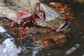 Kiểm soát, ngăn chặn việc nhập khẩu tôm hùm đất