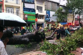 Lại thêm vụ cây cổ thụ bật gốc đè trúng người gây trọng thương