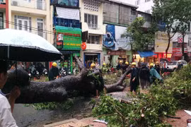Lại thêm vụ cây cổ thụ bật gốc đè trúng người gây trọng thương