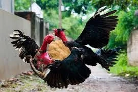 Thương tiếc con "gà chiến", đâm chết bạn nhậu