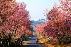 Lần đầu tiên tổ chức Lễ hội mai anh đào tại "thành phố tình yêu"
