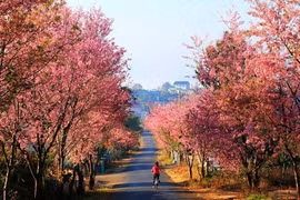 Lần đầu tiên tổ chức Lễ hội mai anh đào tại "thành phố tình yêu"