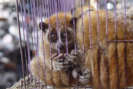 Vào tù vì rao bán động vật hoang dã quý hiếm trên facebook