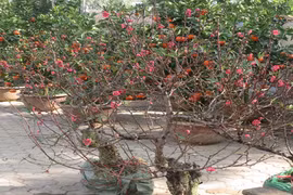 Đào khoe sắc trên các con phố