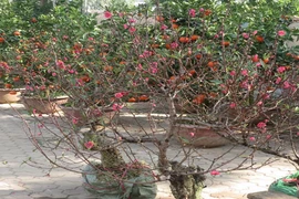 Đào khoe sắc trên các con phố