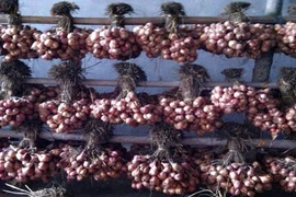 Hành mất giá, nông dân khóc ròng