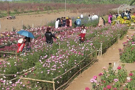 Vườn hoa Nhật Tân thu hút giới trẻ trong dịp Tết Giáp Ngọ