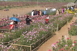 Vườn hoa Nhật Tân thu hút giới trẻ trong dịp Tết Giáp Ngọ