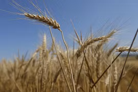 Phát hiện 22 cây lúa mì biến đổi gen bị cấm trồng mọc ở Washington