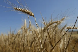 Phát hiện 22 cây lúa mì biến đổi gen bị cấm trồng mọc ở Washington