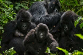 Các dự án điện - niềm hy vọng sống của loài Gorilla ở Virunga
